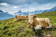 © schame87 - Simmentaler Kühe vor Schweizer Alpen mit Schreckhorn
