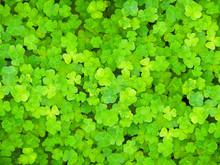 Natural Green Background. Plant And Herb Texture. Leafs Green Young Fresh Oxalis, Shamrock, Trefoil Close Up