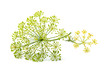 Wild fennel flowers closeup isolated.