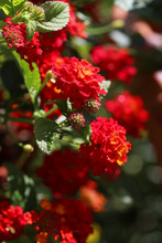 Close Up Of Red And Yellow Lantana Flowers