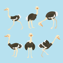 Cute Ostrich Cartoon Collection Set. 
