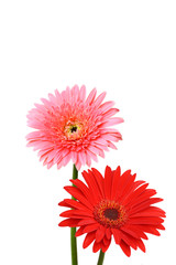 Wall Mural - Gerbera flower collage isolated on white4