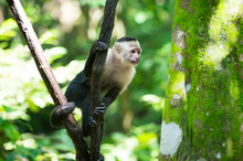 Monkey Capuchin Sitting On Tree Branch In Rainforest Of Honduras