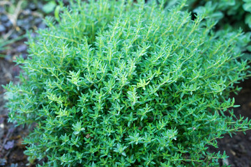 Canvas Print - Plant of thyme, aromatic herb