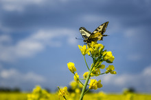 Butterfly Sitting On A Yello Flower In The Garden