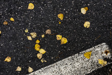 Asphalt Road Covered With Leafs