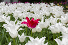 Red Tulip In A Flower Bed With White Tulips.