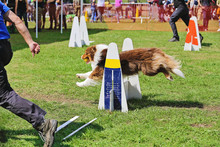 Compétition De Course Canine Avec Obstacles