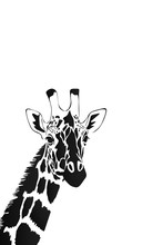 Vector Of A Giraffe Head On White Background, Wild Animals.