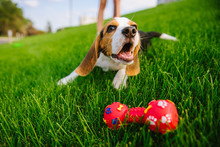Beautiful Dog Puppy Beagle Playing With Rubber Toy On Grass