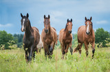 Fototapeta Konie - Group of young horses on the pasture in summer