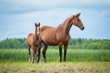 Fototapeta Konie - Little foal with a mare on the field in summer