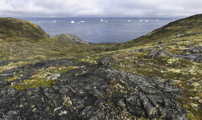 Wall Mural - rocky Fogo Island coastline with icebergs in distance; Newfoundland