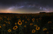 Resting among the stars, sunflower field