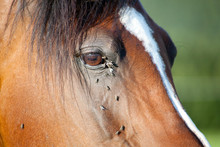 Horse With Lots Of Fly In Face