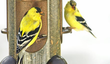 Yellow Finches At Bird Feeder
