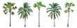 Collection of palm trees isolated on white background for use in architectural design or decoration work. 