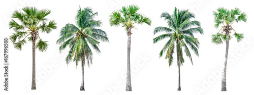 Cuadros en Lienzo Collection of palm trees isolated on white background for use in architectural design or decoration work