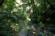 Jungle Creek a stream in the rainforest