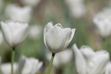 Fototapeta Tulipany - Isolated white tulip with beautiful muted green colors in a field or garden on a spring or summer's day.