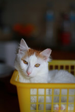 A Portrait Of A Young Gorgeous Cat Sittng Posing In A Yellow Laundry Basket .