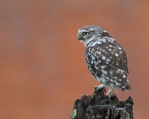 Wall Mural - little owl perched on a fence post with an out of focus red brick background.