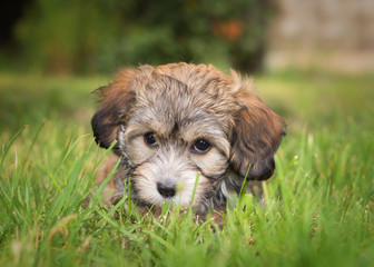 havanese puppy dog