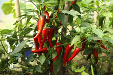 Chili Peppers In The Greenhouse. Homegrown Organic Food, Chili Peppers Ripening In Garden.