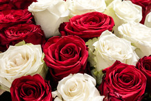 Texture Of Red And White Roses
