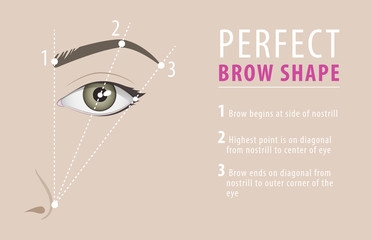 Perfect eyebrow shape tutorial. vector template