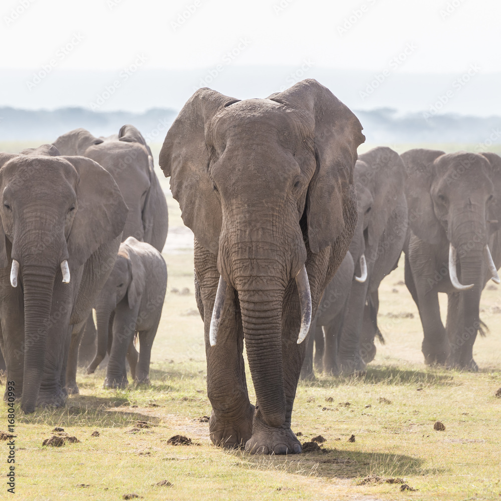 Herd of Elephants at Amboseli National Park, formerly Maasai Amboseli ...