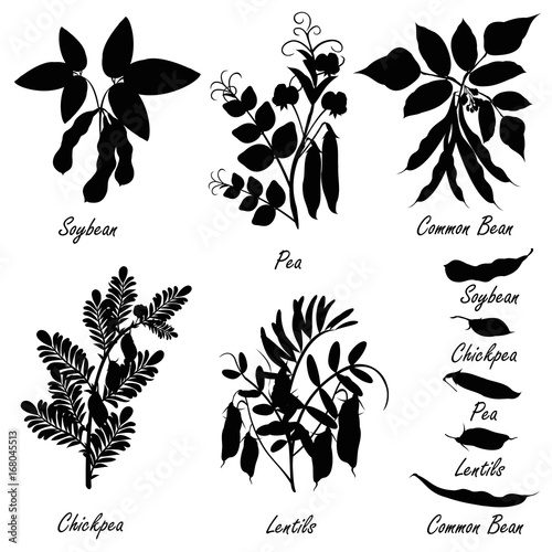legume plants common bean soybean lentil pea chickpea set of hand drawn vector silhouettes of various legume plants pulses and bean pods buy this stock vector and explore similar vectors