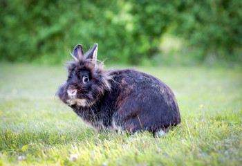 Dwarf rabbit on grass field