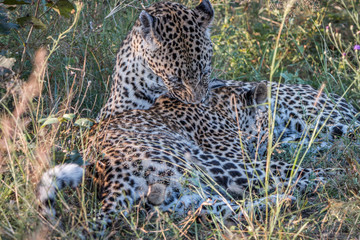 Wall Mural - A mother Leopard playing with her cubs.