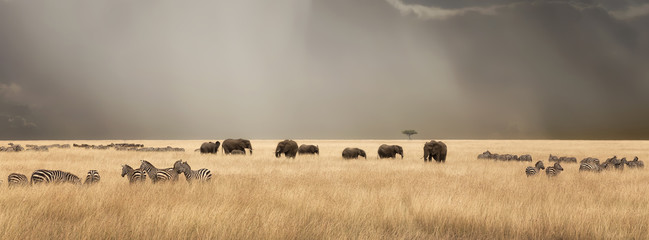 stormy skies over the masai mara with elephants and zebras