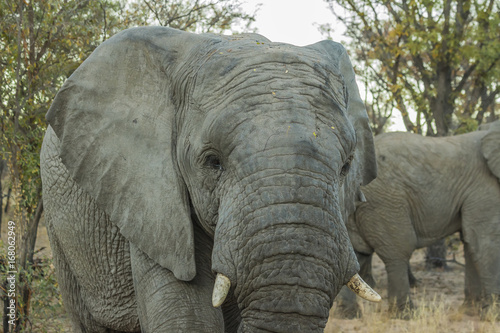 Close Up Of Female Elephant Walking Towards Camera Buy This Stock Photo And Explore Similar Images At Adobe Stock Adobe Stock
