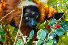 Red Ruffed Lemur In A Tree