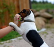 © Grubärin - mein Ball, junger Terier kämpft um seinen Ball