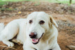 © Annop - White Thai dog lying on the ground, white colors, happy dog, dog relax
