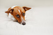 Cute jack russell dog lying on bed.