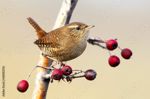 Fotomural Wren close up portrait with berries