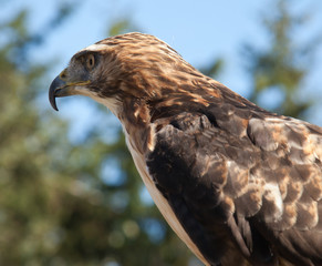 Red Tailed Hawk