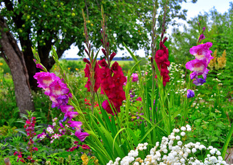 Flowers of gladiolus, yarrow on flowerbeds in the garden against the backdrop of the sky and trees