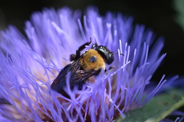 Carpenter Bee 