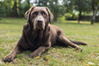 Brown Chocolate Labrador Dog