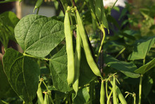 Beans Growing In Garden. Homegrown Organic Food, Beans Ripening In Garden.