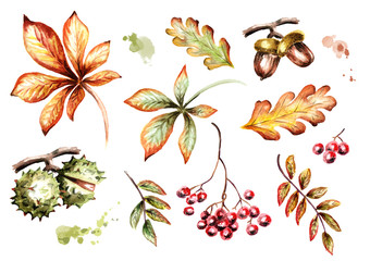 Wall Mural - Autumn leaves and fruits set. Watercolor handpainted illustration