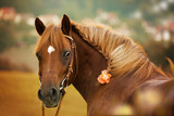Fototapeta Konie - Pferd im Herbst