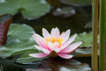 Wall Mural - lotus flower