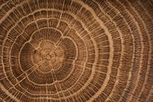 Wood Oak Circle Texture Slice Background.